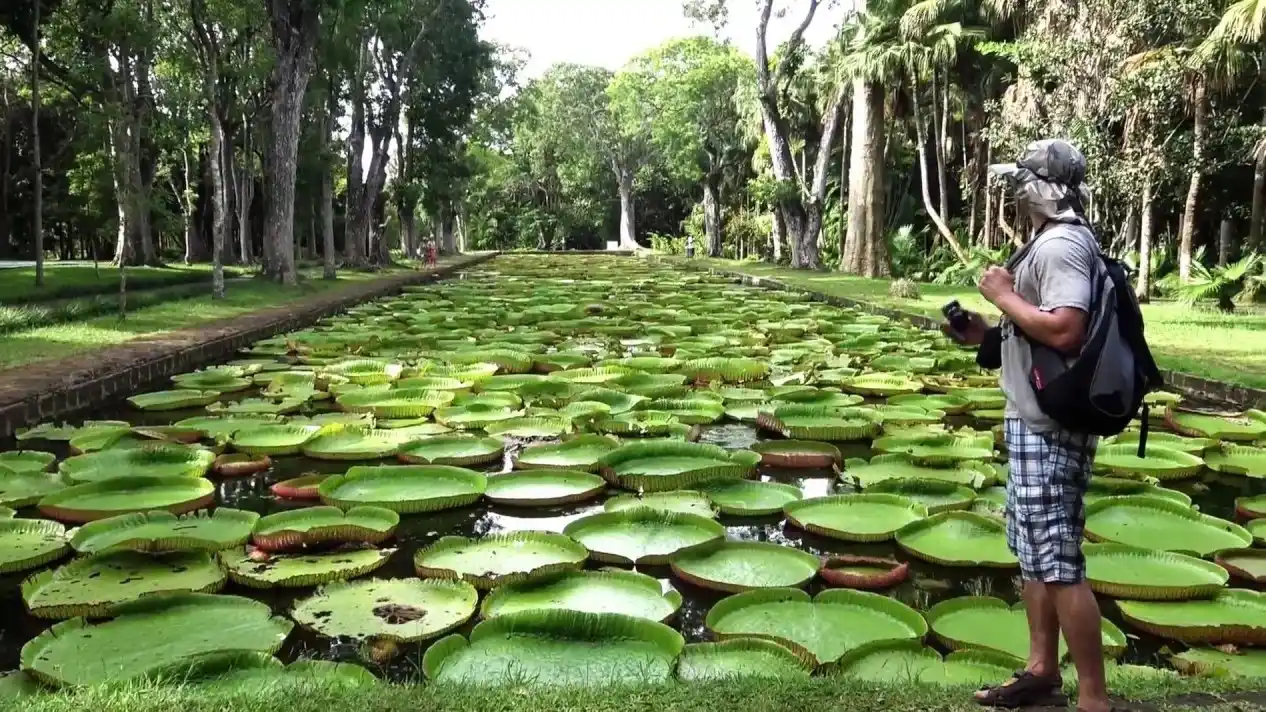 Botanical Gardens Mauritius Sir Seewoosagur Ramgoolam