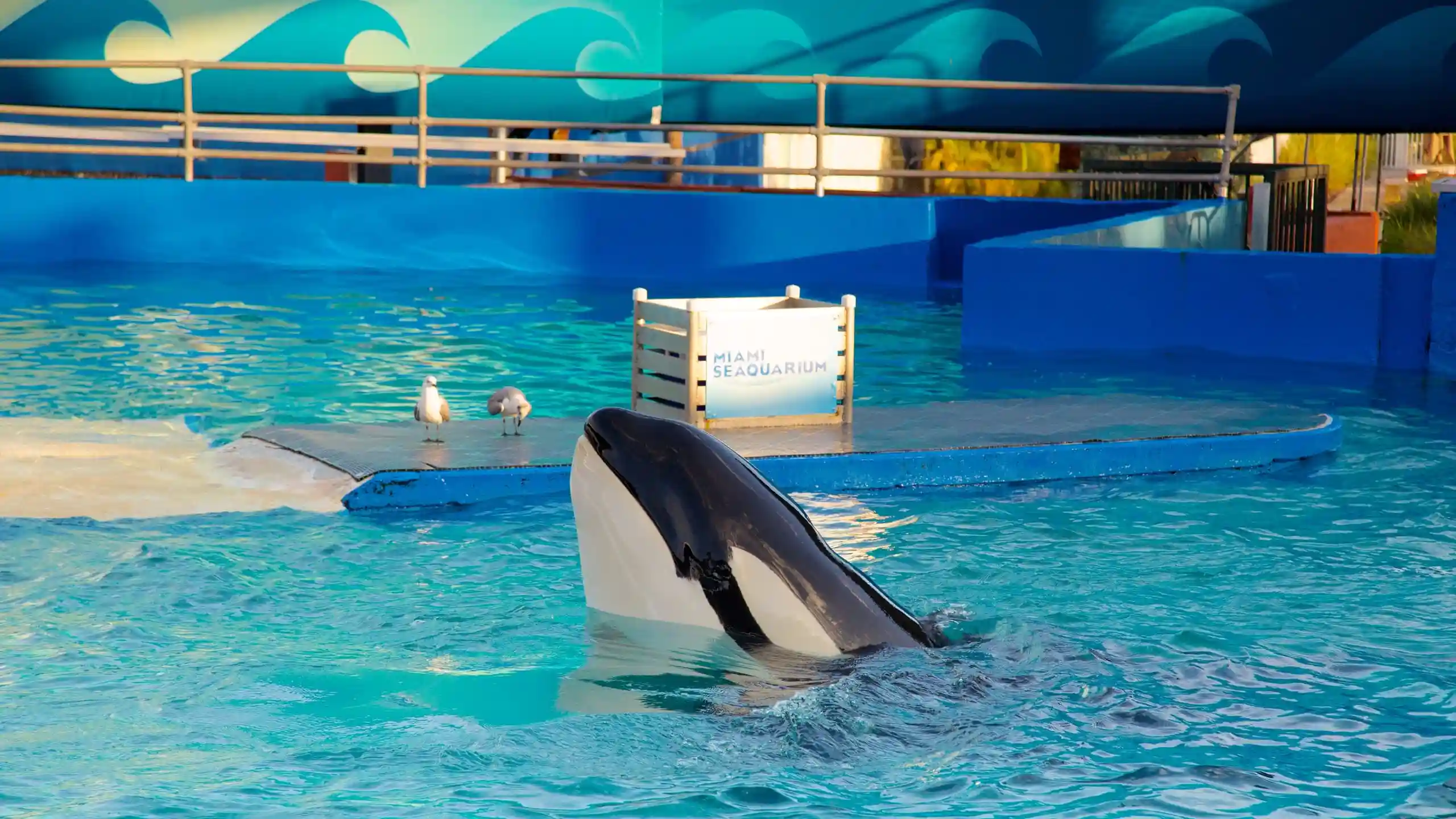 Miami Seaquarium - See Shows, Attractions and Swim with Dolphins