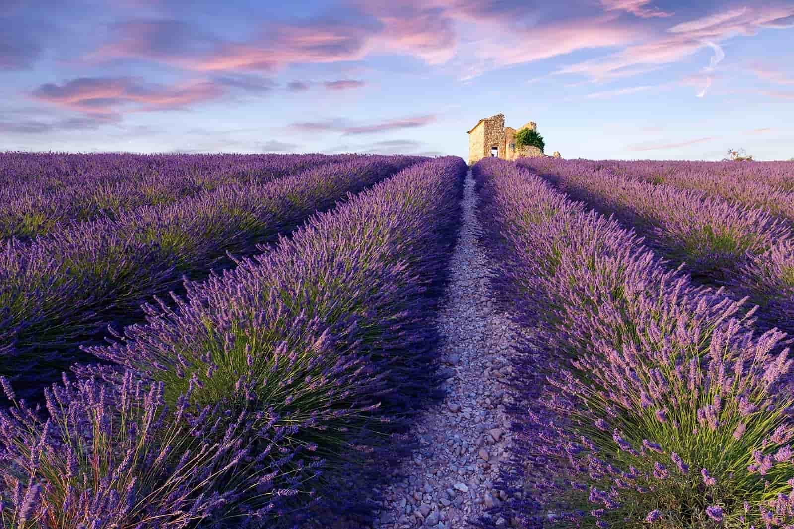 Provence's Lavender Fields