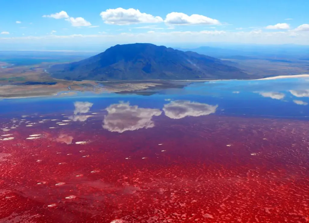 A vivid landscape photo shows Lake Natron with its red-hued waters and patches of white. A mountain range sits in the background under a clear blue sky. White clouds dot the sky and are reflected in the still water of the lake, creating a striking contrast with the red water.