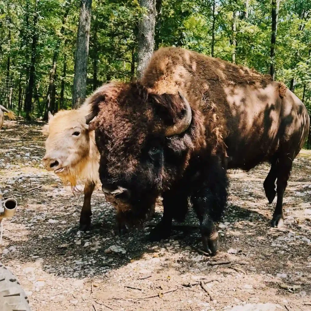 Beavers Bend Safari Park