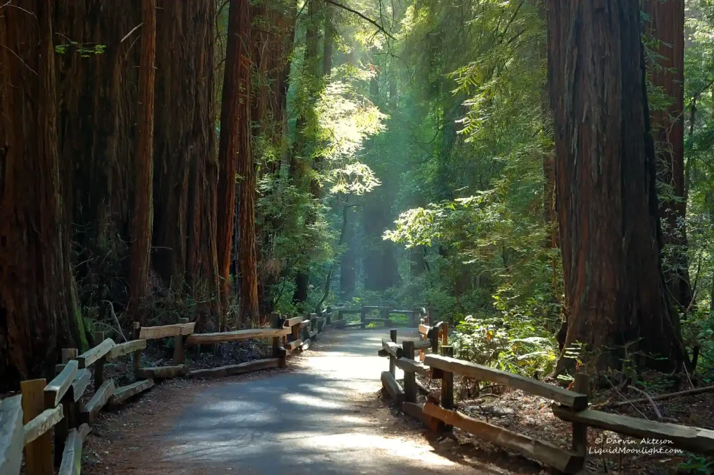 Muir Woods National Monument