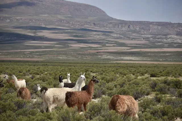 Altiplano Bolivia