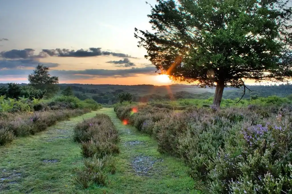 New Forest England 1